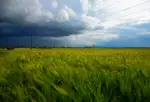 В области ожидается сильный ветер